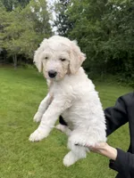 Levi, a male Golden Mountain Doodle for sale in Puyallup, WA – 1 of 10