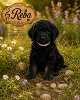 Reba, a female Golden Mountain Doodle for sale in Puyallup, WA – 10 of 10