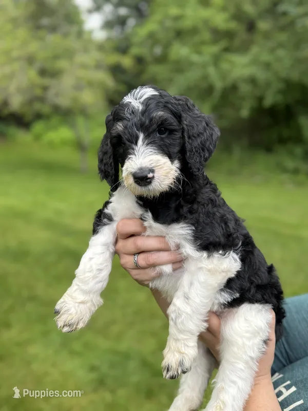 Dixon – Golden Mountain Doodle puppy on hold in Puyallup, WA
