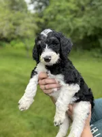 Dixon, a male Golden Mountain Doodle for sale in Puyallup, WA – 1 of 10