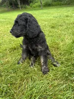 Dakota, a female Golden Mountain Doodle for sale in Puyallup, WA – 3 of 8