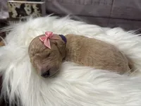 Ella, a female Golden Mountain Doodle for sale in Puyallup, WA – 9 of 10