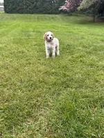 Sadie, a female Golden Mountain Doodle for sale in Puyallup, WA – 4 of 10
