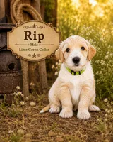 Rip, a male Golden Mountain Doodle for sale in Puyallup, WA – 8 of 8