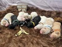 Texas, a male Golden Mountain Doodle for sale in Puyallup, WA – 9 of 10