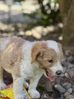 Wrangler, a male Golden Mountain Doodle for sale in Puyallup, WA – 2 of 10