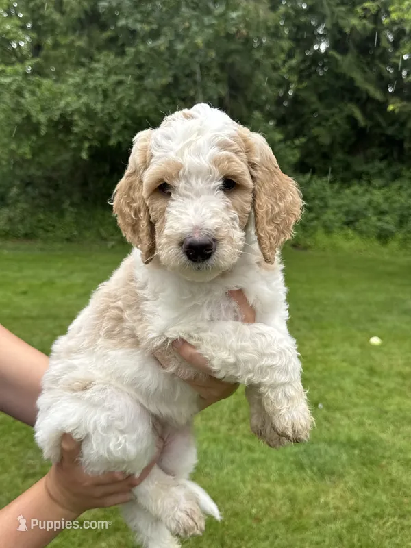 Sadie – Golden Mountain Doodle puppy for sale in Puyallup, WA