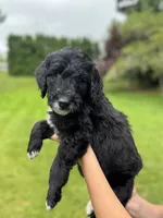 Texas, a male Golden Mountain Doodle for sale in Puyallup, WA – 2 of 10