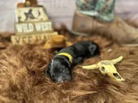 Texas, a male Golden Mountain Doodle for sale in Puyallup, WA – 8 of 10