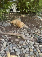 Ella, a female Golden Mountain Doodle for sale in Puyallup, WA – 3 of 10