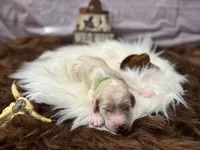 Rip, a male Golden Mountain Doodle for sale in Puyallup, WA – 6 of 8