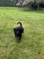 Reba, a female Golden Mountain Doodle for sale in Puyallup, WA – 5 of 10