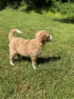 Lainey, a female Golden Mountain Doodle for sale in Puyallup, WA – 2 of 9