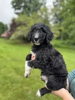 Stetson, a male Golden Mountain Doodle for sale in Puyallup, WA – 2 of 10