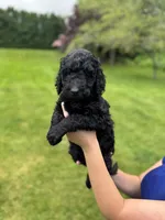 Oakley, a female Golden Mountain Doodle for sale in Puyallup, WA – 7 of 10