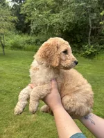 Roper, a male Golden Mountain Doodle for sale in Puyallup, WA – 6 of 10