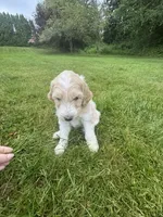 Rip, a male Golden Mountain Doodle for sale in Puyallup, WA – 4 of 8