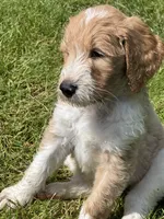 Remington, a male Golden Mountain Doodle for sale in Puyallup, WA – 2 of 10