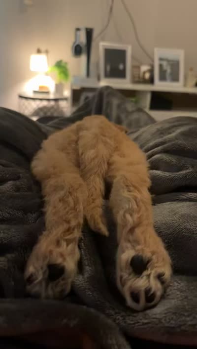 Roper, a male Golden Mountain Doodle for sale in Puyallup, WA – 9 of 10