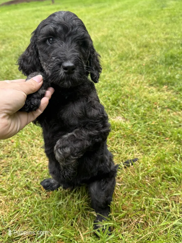 Reba – Golden Mountain Doodle puppy for sale in Puyallup, WA