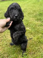 Reba, a female Golden Mountain Doodle for sale in Puyallup, WA – 3 of 10