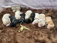 Colt, a male Golden Mountain Doodle for sale in Puyallup, WA – 9 of 10