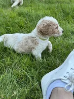 Colt, a male Golden Mountain Doodle for sale in Puyallup, WA – 6 of 10