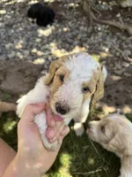 Sadie, a female Golden Mountain Doodle for sale in Puyallup, WA – 7 of 10