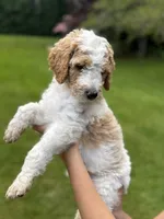 Colt, a male Golden Mountain Doodle for sale in Puyallup, WA – 4 of 10