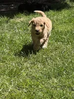 Ella, a female Golden Mountain Doodle for sale in Puyallup, WA – 5 of 10