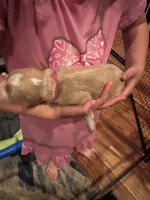 Lainey, a female Golden Mountain Doodle for sale in Puyallup, WA – 6 of 9