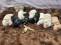 Dixon, a male Golden Mountain Doodle for sale in Puyallup, WA – 9 of 10