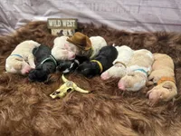 Levi, a male Golden Mountain Doodle for sale in Puyallup, WA – 9 of 10