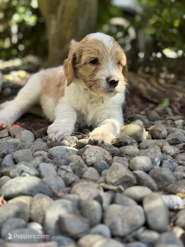 Wrangler – Golden Mountain Doodle puppy on hold in Puyallup, WA