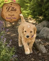 Ella, a female Golden Mountain Doodle for sale in Puyallup, WA – 10 of 10
