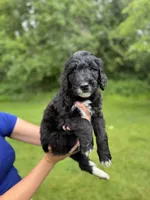Texas, a male Golden Mountain Doodle for sale in Puyallup, WA – 3 of 10