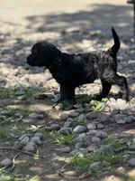 Oakley, a female Golden Mountain Doodle for sale in Puyallup, WA – 5 of 10