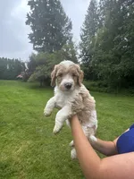 Wrangler, a male Golden Mountain Doodle for sale in Puyallup, WA – 4 of 10