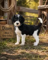 Dixon, a male Golden Mountain Doodle for sale in Puyallup, WA – 10 of 10