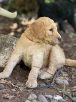 Roper, a male Golden Mountain Doodle for sale in Puyallup, WA – 4 of 10