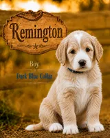 Remington, a male Golden Mountain Doodle for sale in Puyallup, WA – 10 of 10