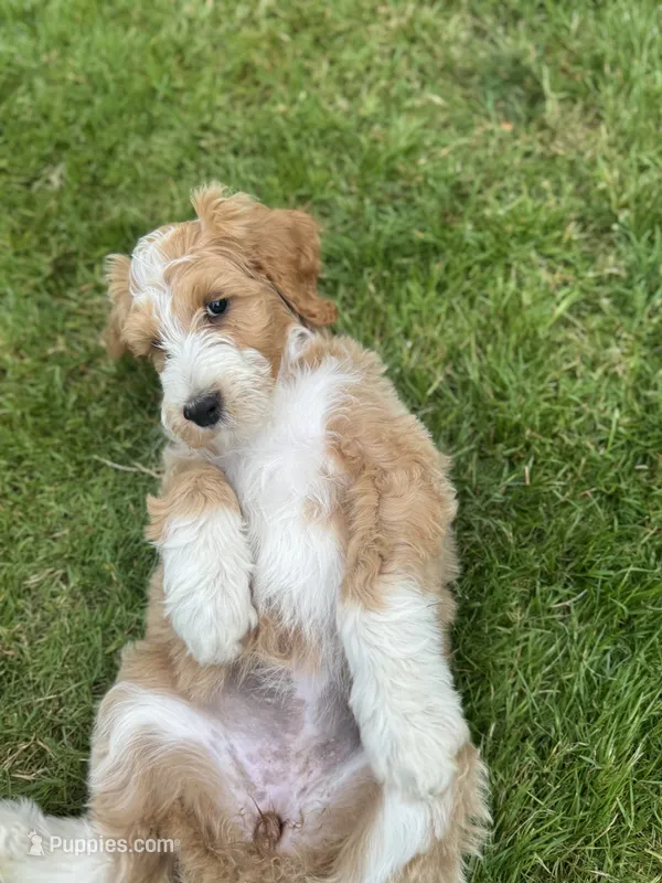 Lainey – Golden Mountain Doodle puppy for sale in Puyallup, WA
