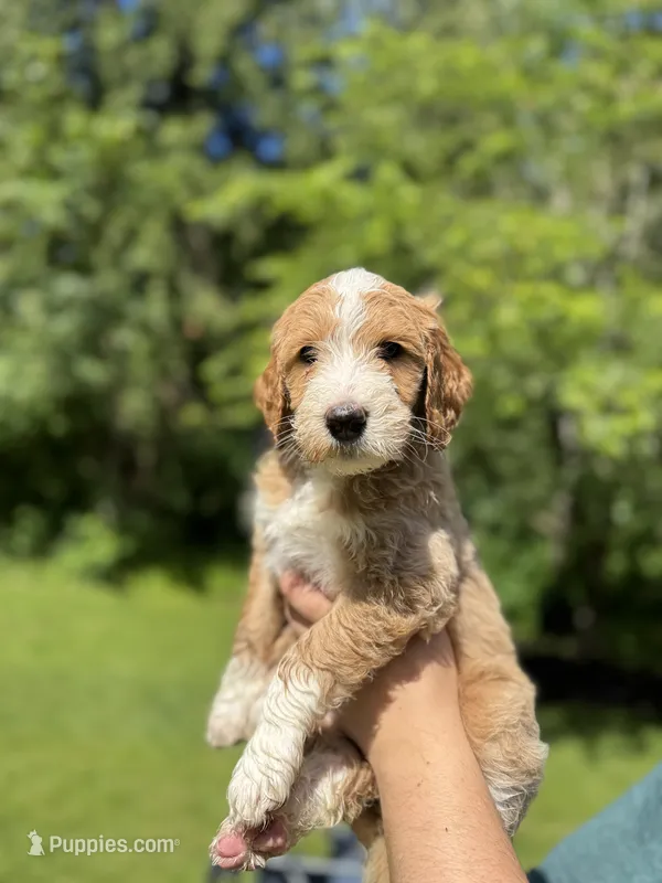 Lainey – Golden Mountain Doodle puppy for sale in Puyallup, WA