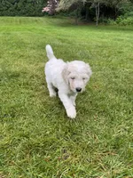 Levi, a male Golden Mountain Doodle for sale in Puyallup, WA – 3 of 10