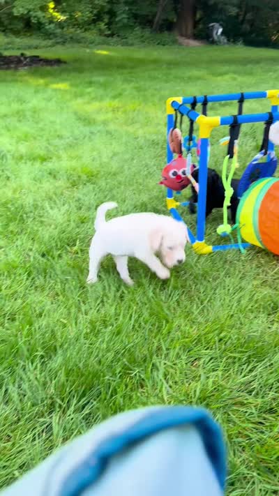 Levi, a male Golden Mountain Doodle for sale in Puyallup, WA – 4 of 10