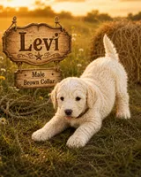 Levi, a male Golden Mountain Doodle for sale in Puyallup, WA – 10 of 10