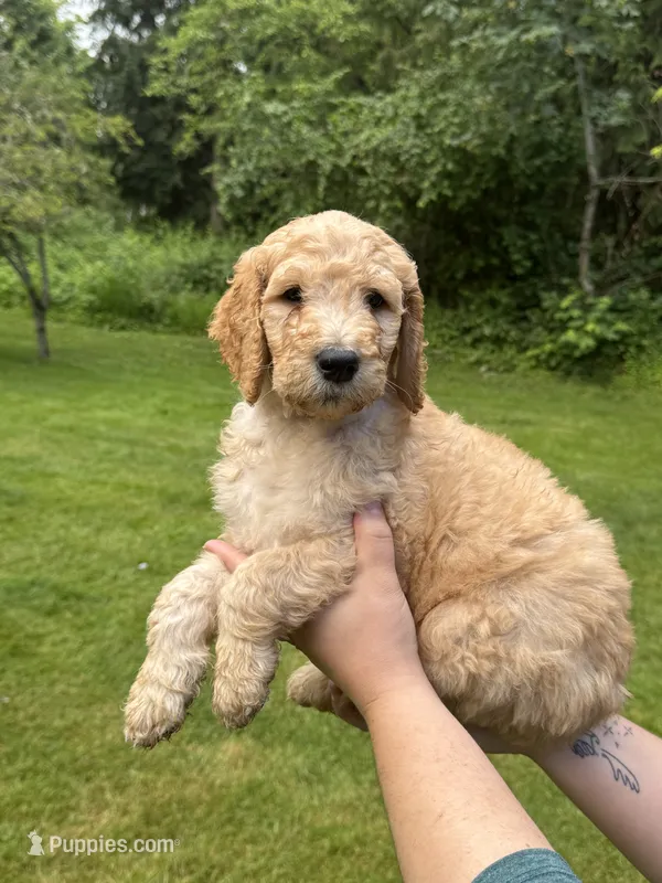 Roper – Golden Mountain Doodle puppy on hold in Puyallup, WA