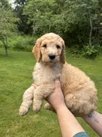 Roper, a male Golden Mountain Doodle for sale in Puyallup, WA – 1 of 10