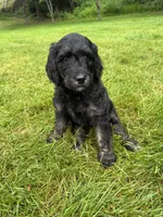 Dakota, a female Golden Mountain Doodle for sale in Puyallup, WA – 2 of 8