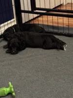 Dakota, a female Golden Mountain Doodle for sale in Puyallup, WA – 5 of 8